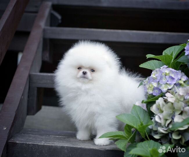 Эксклюзивчики