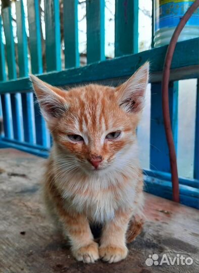 Котята (4 месяца)