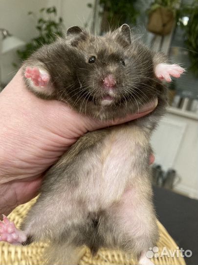 Сирийский хомяк. Крупняшка из хохо