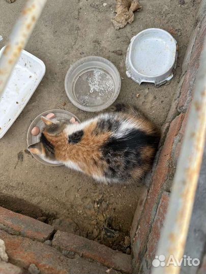 Котята в добрые руки бесплатно