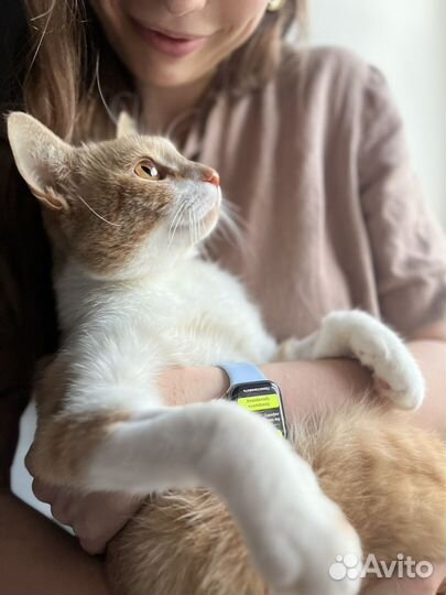 Ласковый рыжий кот