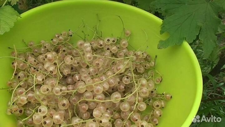 Саженцы белой смородины Снежана