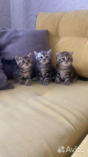Британские котята