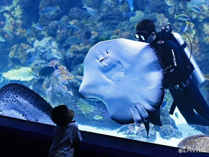 Экскурсия — Хургада — Гранд Аквариум вХургаде: Кра