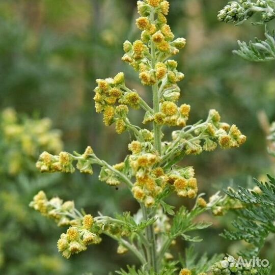 Семена полыни горькой