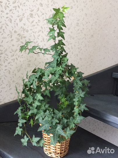 Плющ хедера и восковой - хойя / хоя