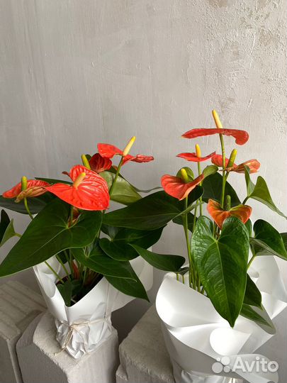 Антуриум orange