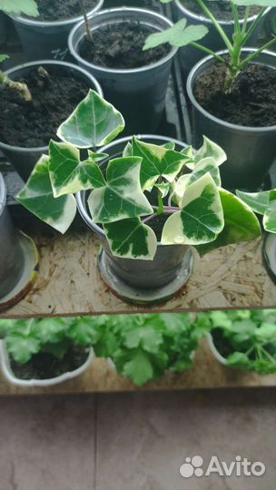 Пестролистный плющ