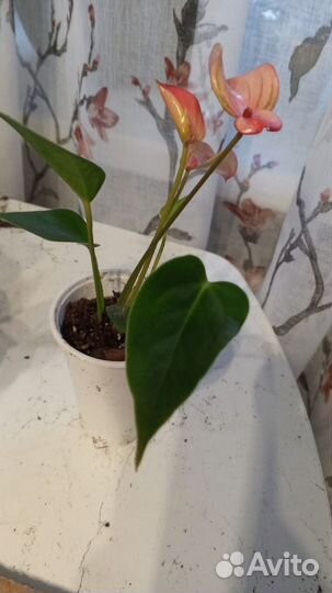 Антуриум микс, калатея микс