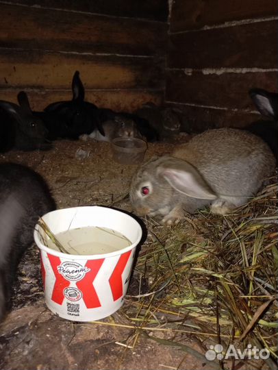 Самка крольчиха