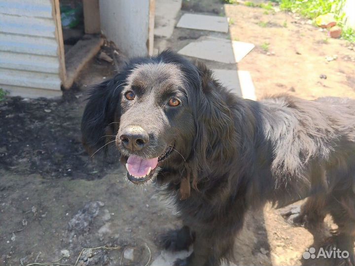 Отдам в добрые руки девочку спаниель 2 года