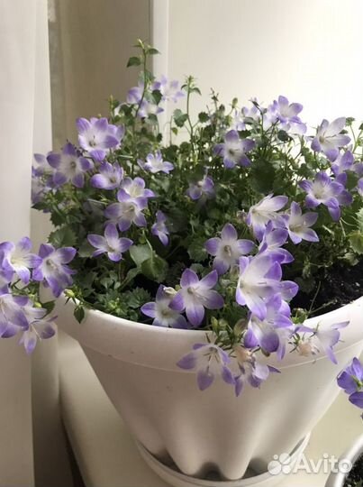 Кампанула (жених и невеста)