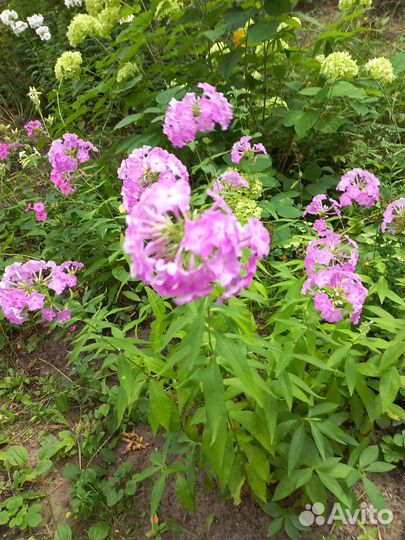 Флоксы многолетние,хризантемы