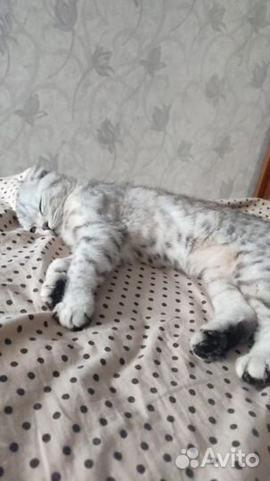 Ищем жениха