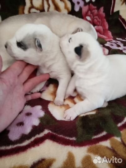 Щенки Хаски