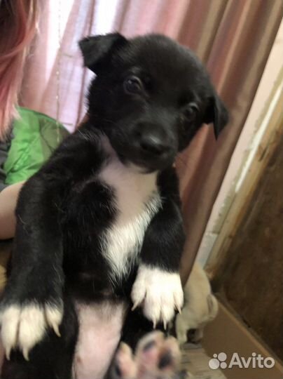 Щенки бесплатно