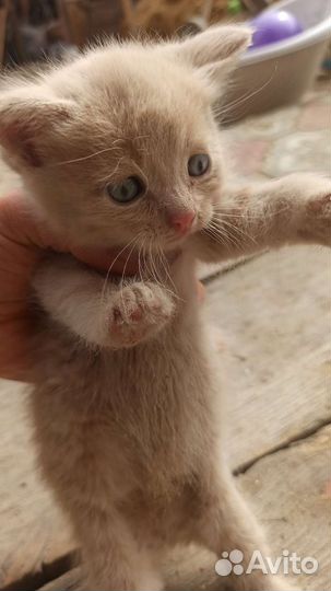 Котёнок мальчик в добрые руки