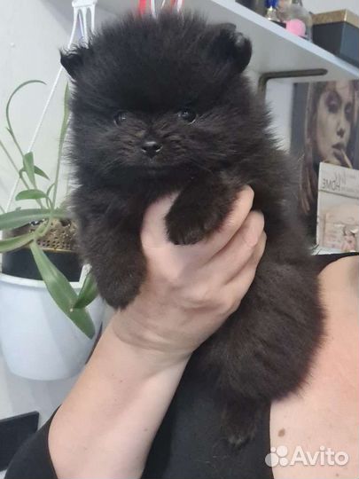 Померанский шпиц черный