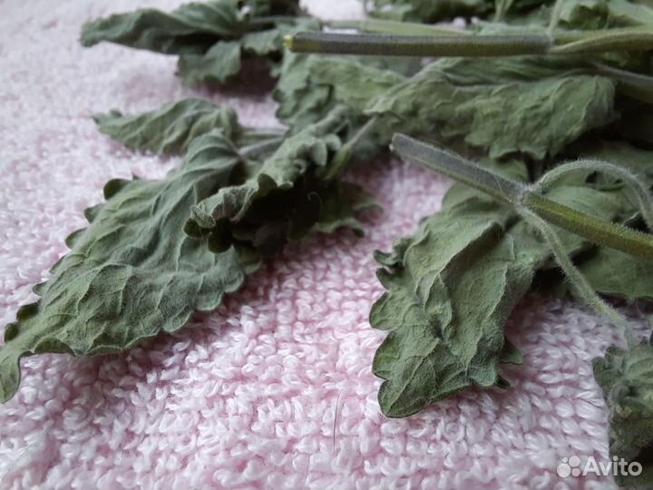 Кошачья мята (котовник)