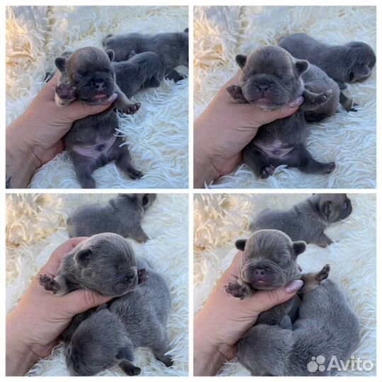 Французские бульдоги цветные мальчики