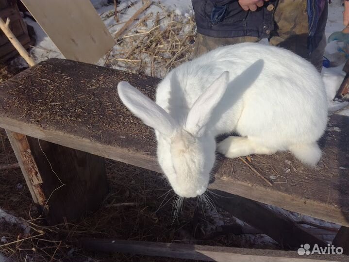 Кролики Белый великан, Шиншиллы разных возрастов