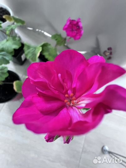 Герань пеларгония сортовая фуксия на цвету