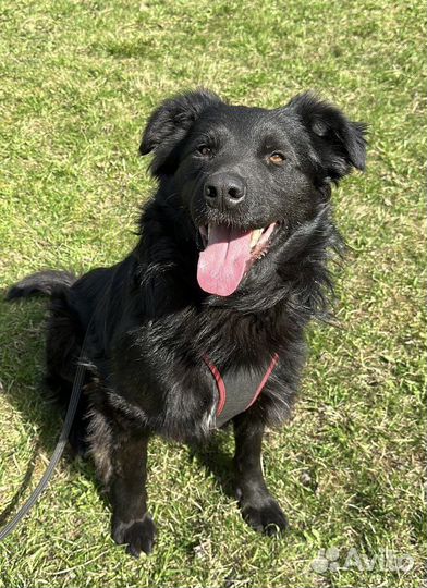 Черная собака в добрые руки