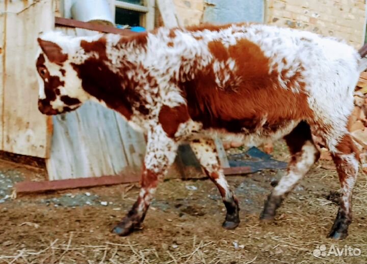 Бычки и телята