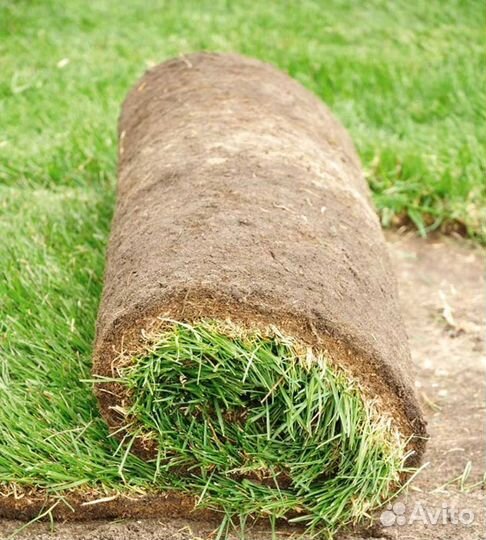 Рулонный газон с укладкой