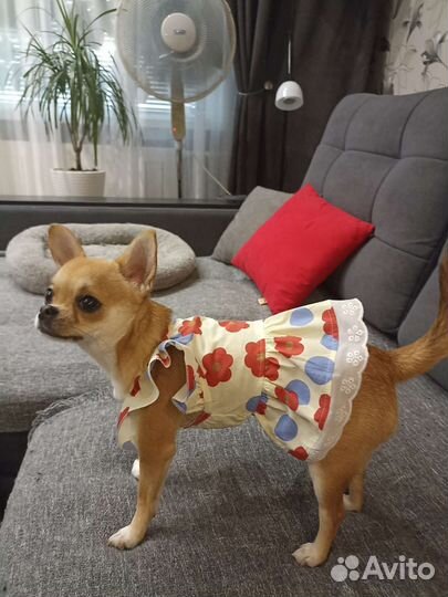 Платье для маленькой собачки