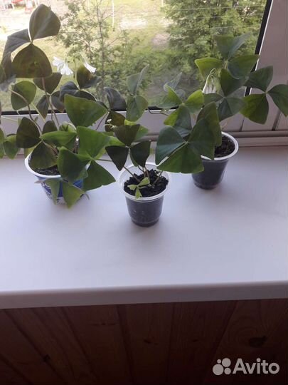 Кислица оксалис зеленая