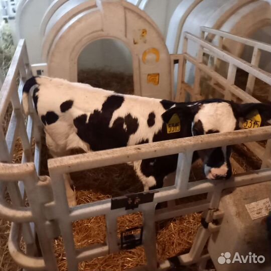 Бычки молодняк