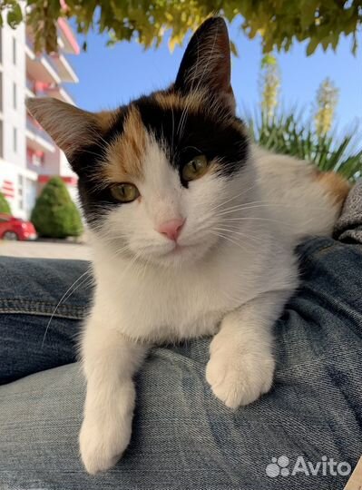 Счастье в дом