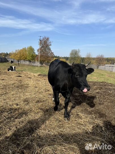 Стельная тёлка