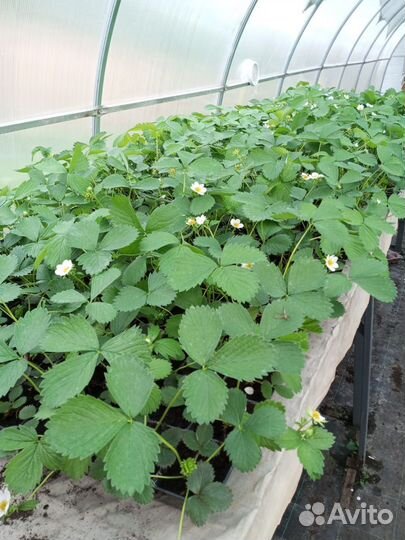 Рассада клубники