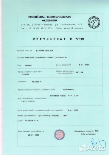 Ягдтерьер для вязки
