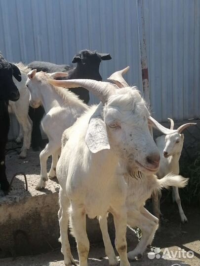 Здоровые молодые козы и козёл, привитые, ухоженны