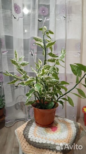 Педилантус титималоидный