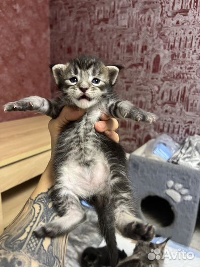 Котята мейнкун