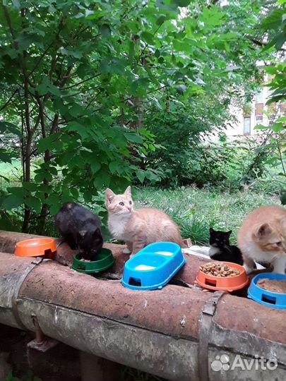 Котенок нуждается в любящей семье