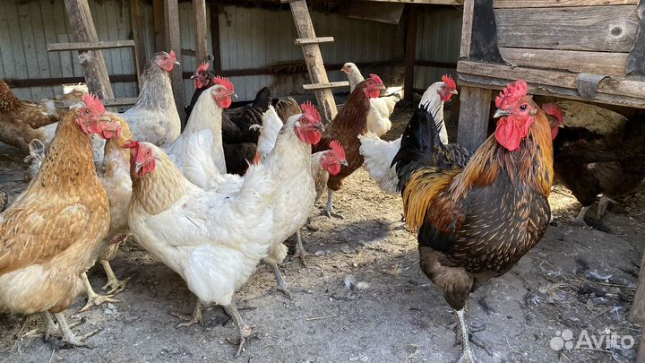 Петух, куры несушки, цыплята 3 месяца
