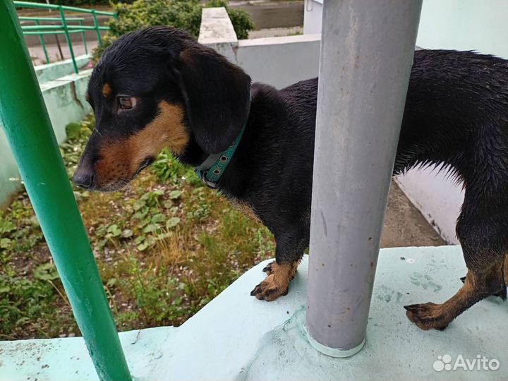 Отдам в хорошие руки собаку