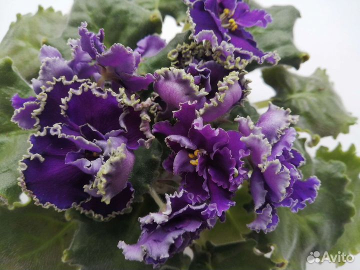 Сортовые фиалки