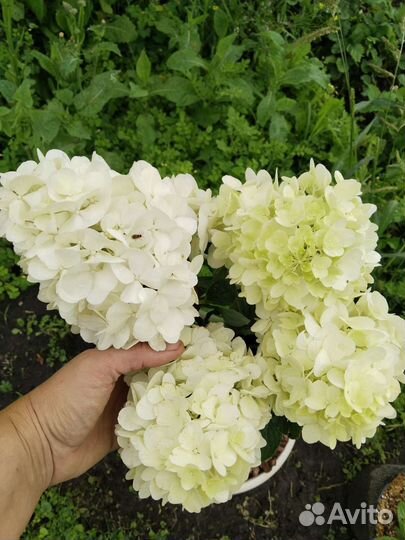 Гортензия Меджикал Свит Саммер