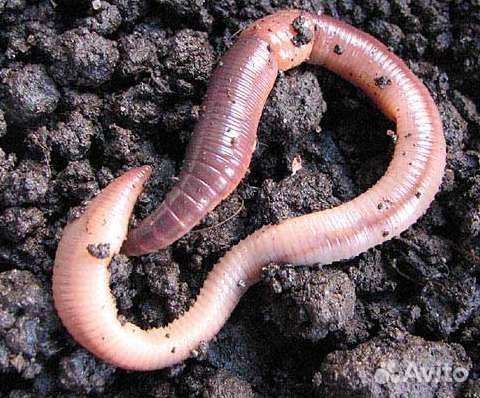 Выползок для рыбалки