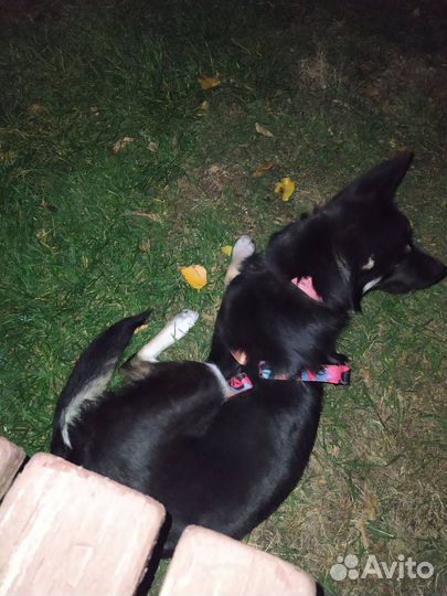 Отдам в хорошие руки собаку