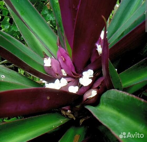 Цветы для офиса и дома Рео, хролофитум