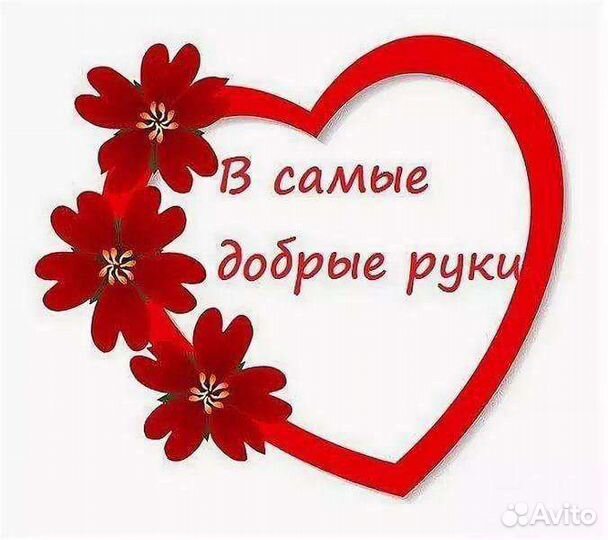 Котик кастрирован