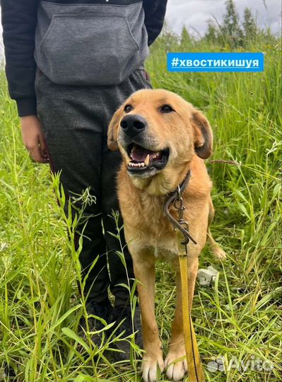 Крупный красавец из приюта
