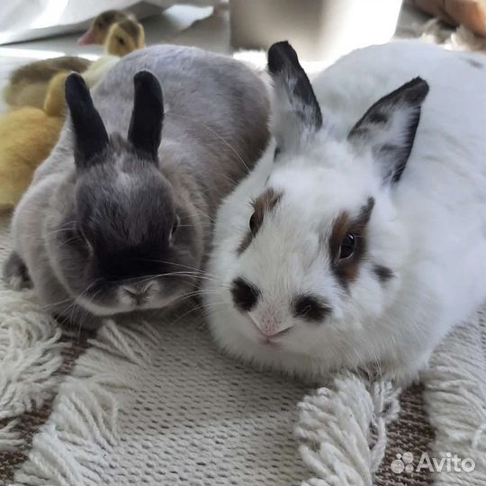 Кролики для фотосессий (аренда)